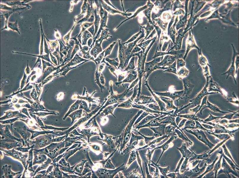 SK-MEL-2 Cell Complete Medium - 6