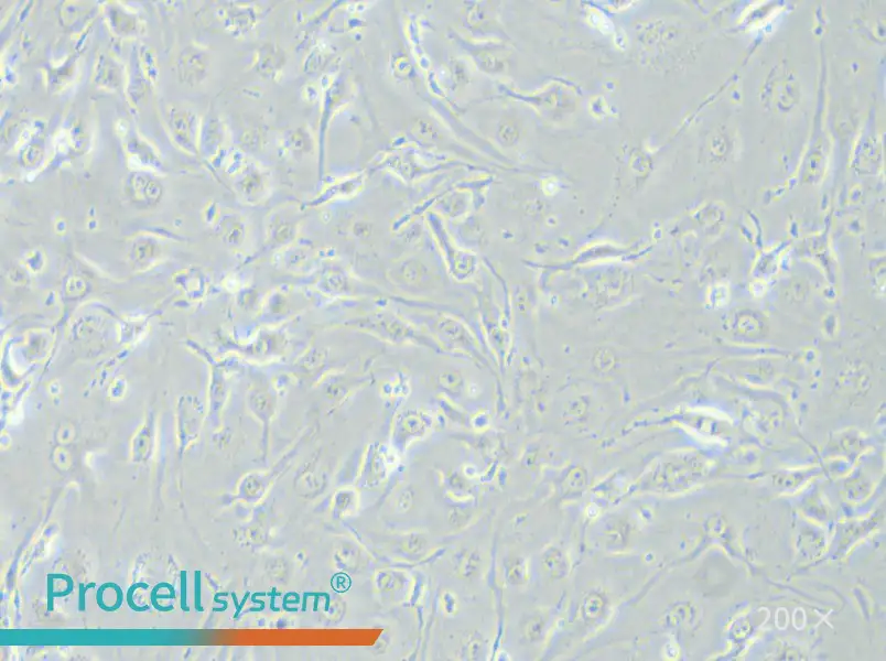 bEnd.3 [BEND3] Cell Complete Medium - small - 5