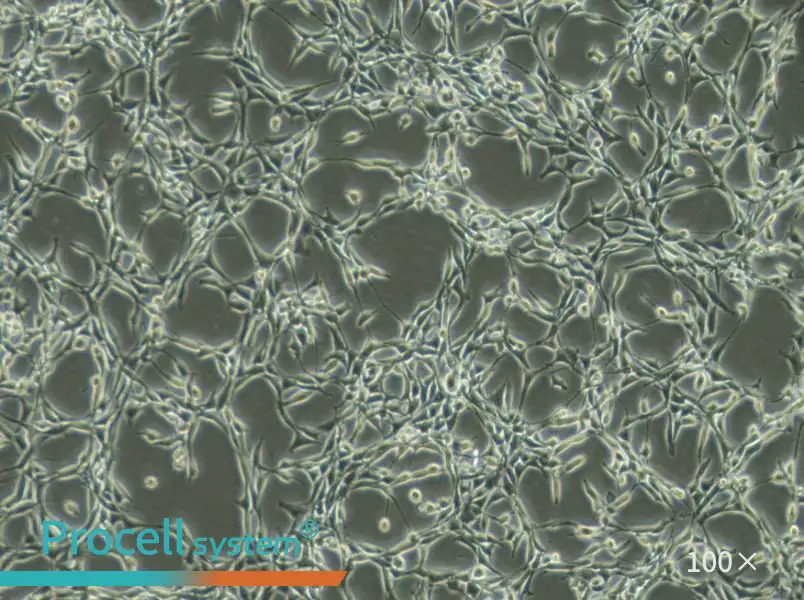 Psi2 DAP Cell Complete Medium - 3