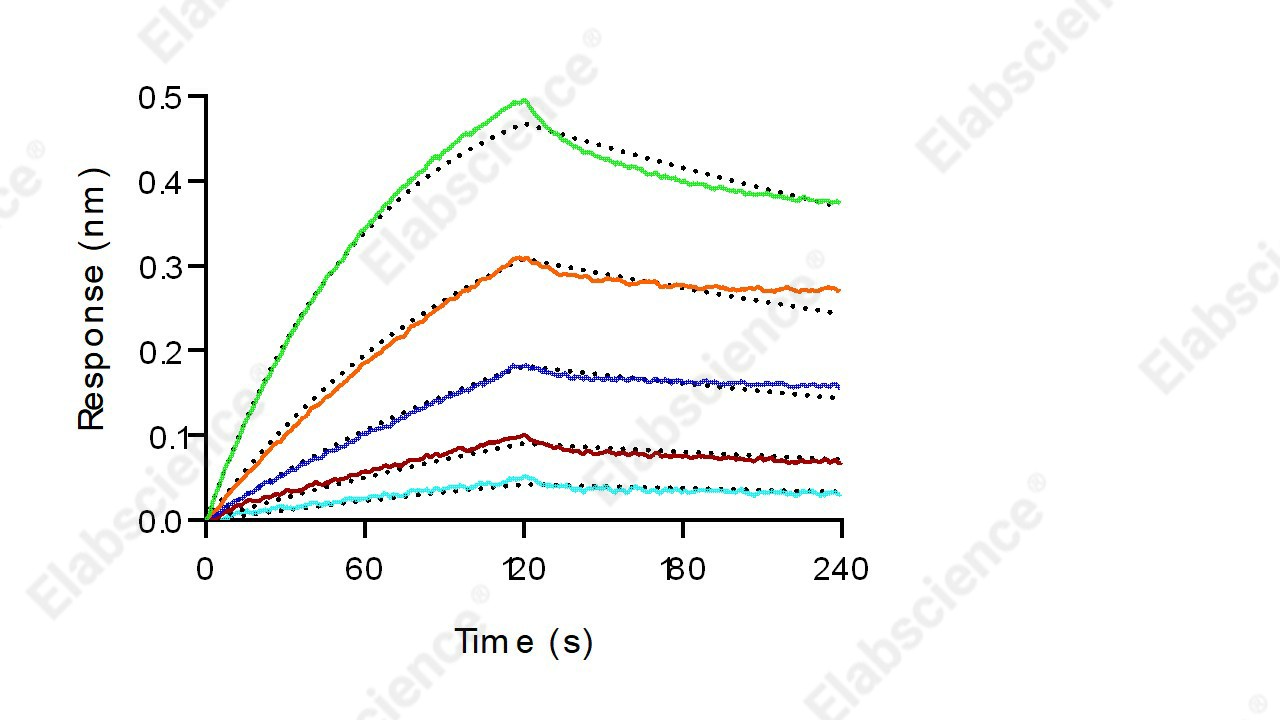 Recombinant Mouse CD64/FCGR1 Protein (His Tag) - 7