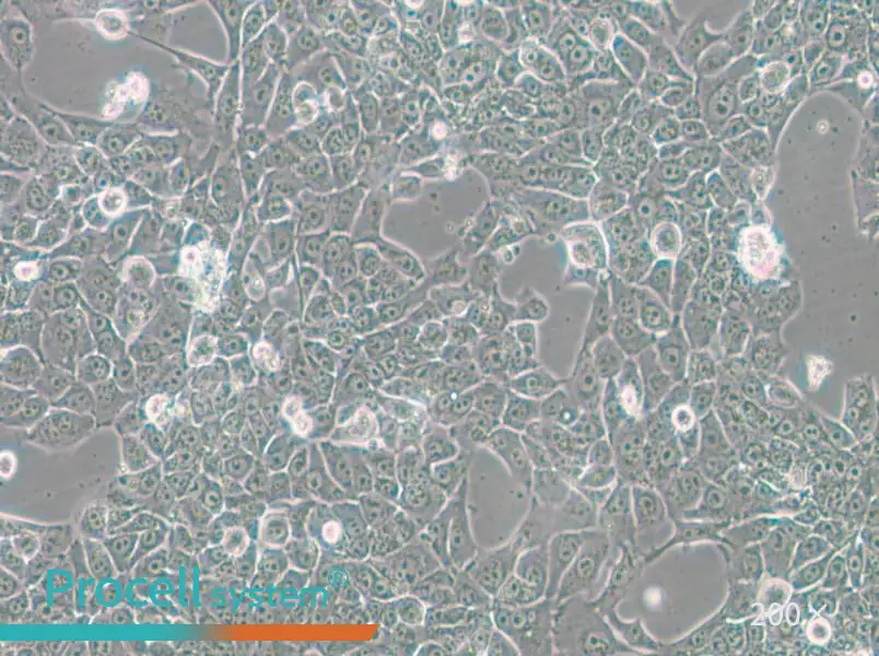 BFTC-905 Cell Complete Medium - 6