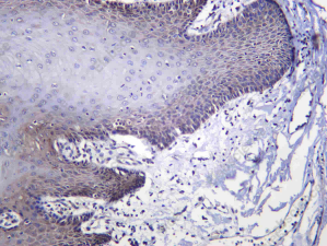 Recombinant SIRT2 Monoclonal Antibody - 2