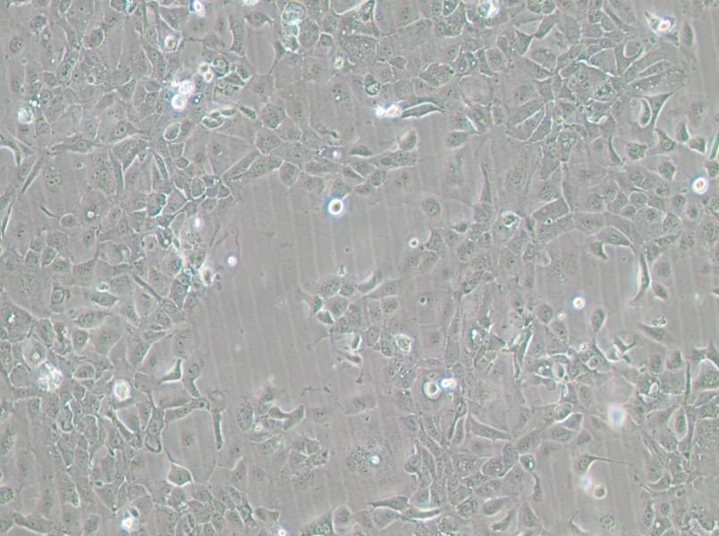 Panc 02.13 Cell Complete Medium - 3