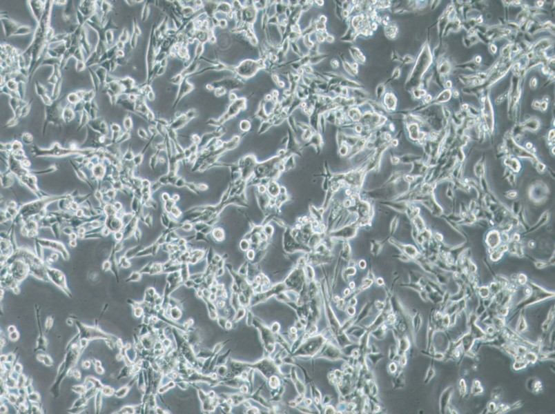 E0771 Cell Complete Medium - 2