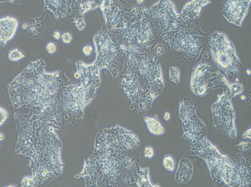 SW1463 Cell Complete Medium-searchlist-1