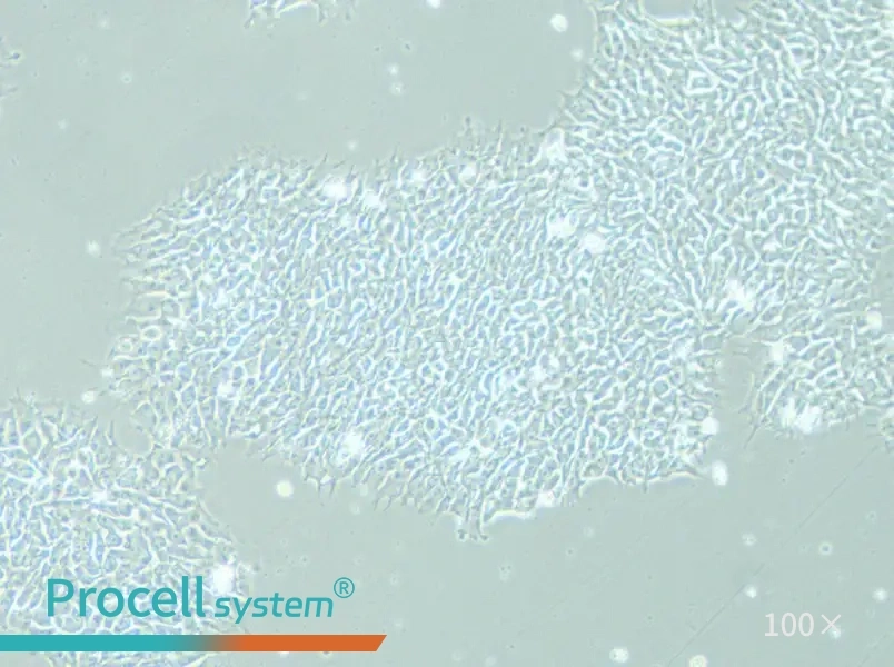 DYR0100 Cell Complete Medium - 1