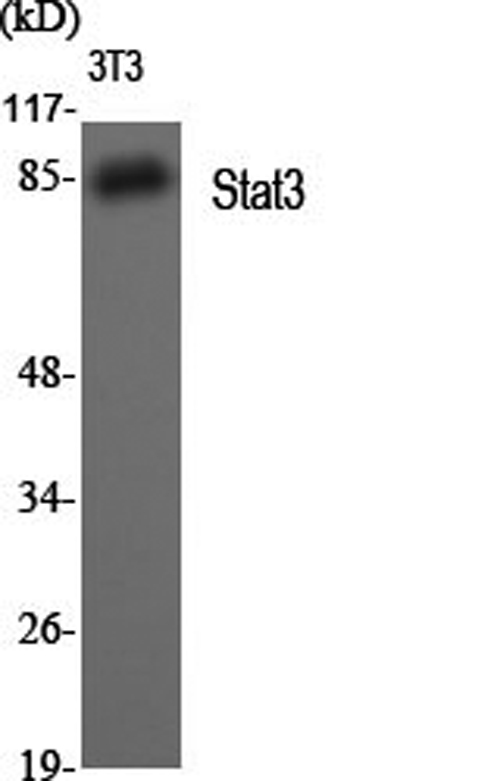 Western Blot analysis of 3T3 cells using Stat3 Polyclonal Antibody at dilution of 1:2000.