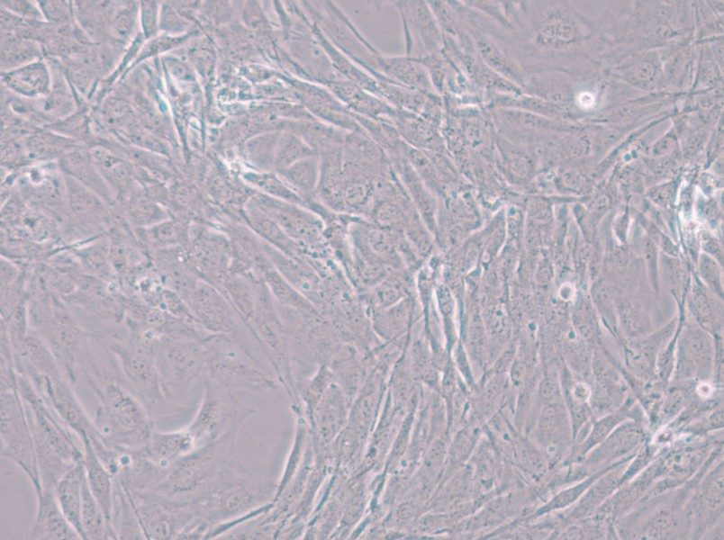 MC3T3-E1 Subclone 24 Cell Complete Medium - 5