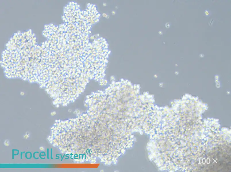 SHP-77 Cell Complete Medium - 2