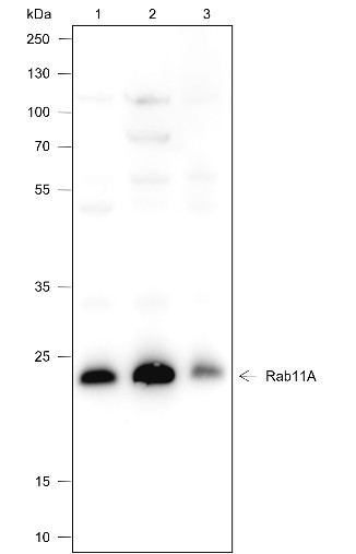Recombinant Rab11A Monoclonal Antibody-searchlist-1