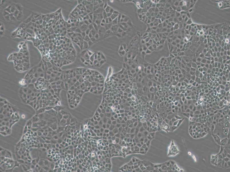 MKN74 Cell Complete Medium-searchlist-1