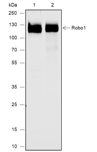 Recombinant Robo1 Monoclonal Antibody-searchlist-1