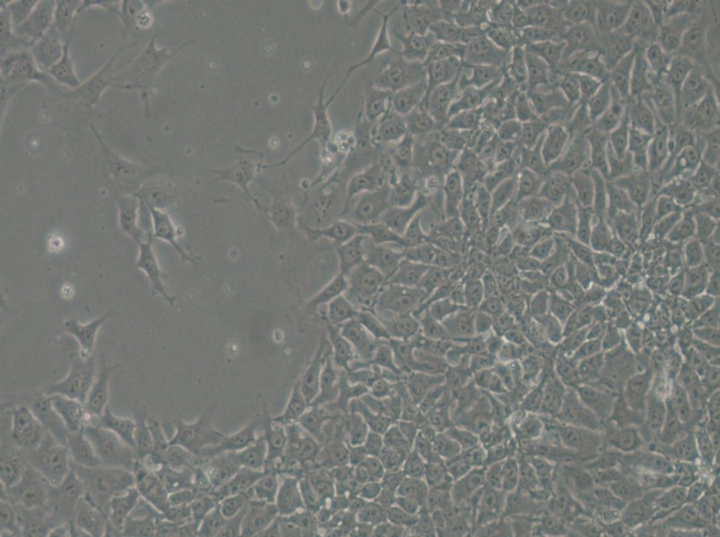 H9 Cell Complete Medium - 10