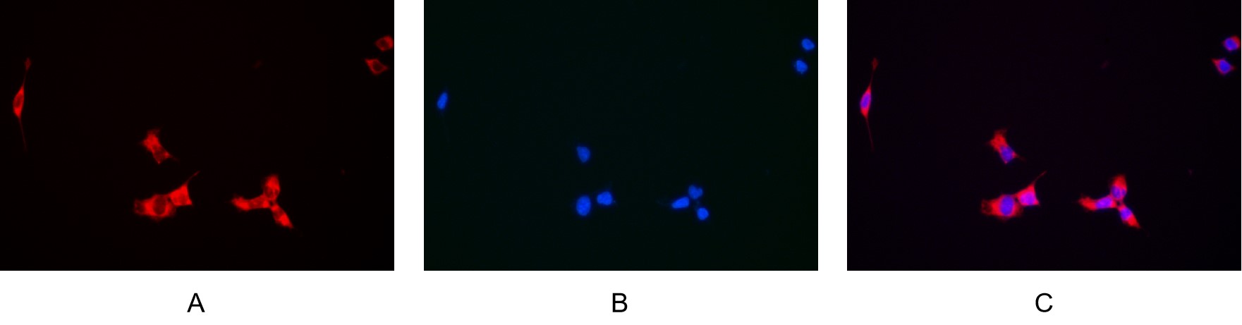 Recombinant BMP-2 Monoclonal Antibody - small - 4
