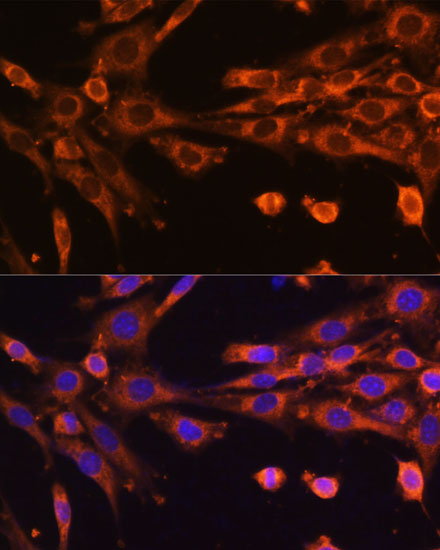 Immunofluorescence analysis of NIH-3T3 cells using SUPV3L1 Polyclonal Antibody at dilution of  1:100 (40x lens). Blue: DAPI for nuclear staining.