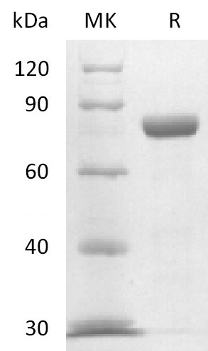 Immobilized Recombinant Mouse Nectin-4 (C-6His)(Cat#PKSM041376) at 10ug/ml (100 ul/well) can bind Recombinant Mouse Nectin-4 (C-Fc)(Cat#PKSM041375). The ED50 of PKSM041375 is 0.75 ug/ml.