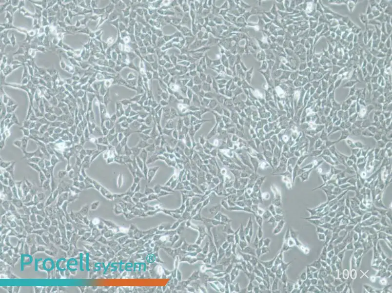 ATDC-5 Cell Complete MediumATDC-5 Cell Complete Medium - 2