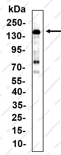 Recombinant FGF Receptor 2 Monoclonal Antibody - 1