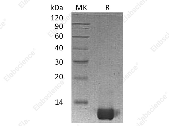 Recombinant Human IL-8/CXCL8 Protein (aa 23-99) - 1