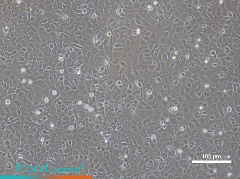 Mouse Osteoblast Cell Complete Medium - 1