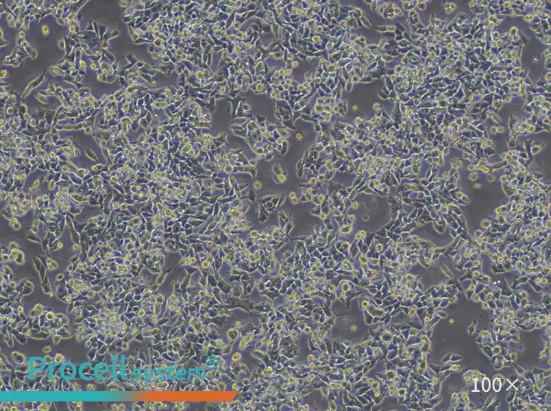 CW-2 Cell Complete MediumCW-2 Cell Complete Medium - 3