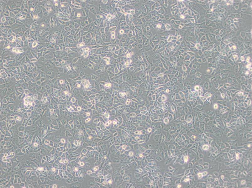 HuTu-80 Cell Complete Medium - 2