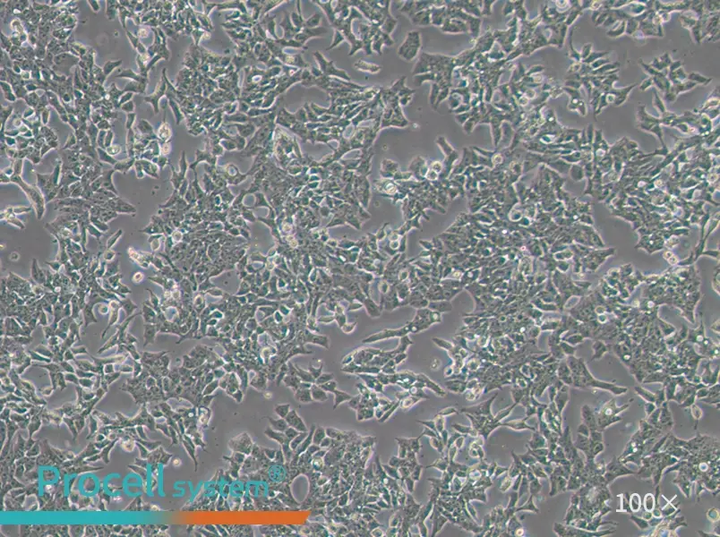 P19 Cell Complete Medium - 3