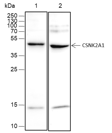 Recombinant CSNK2A1 Monoclonal Antibody-searchlist-1