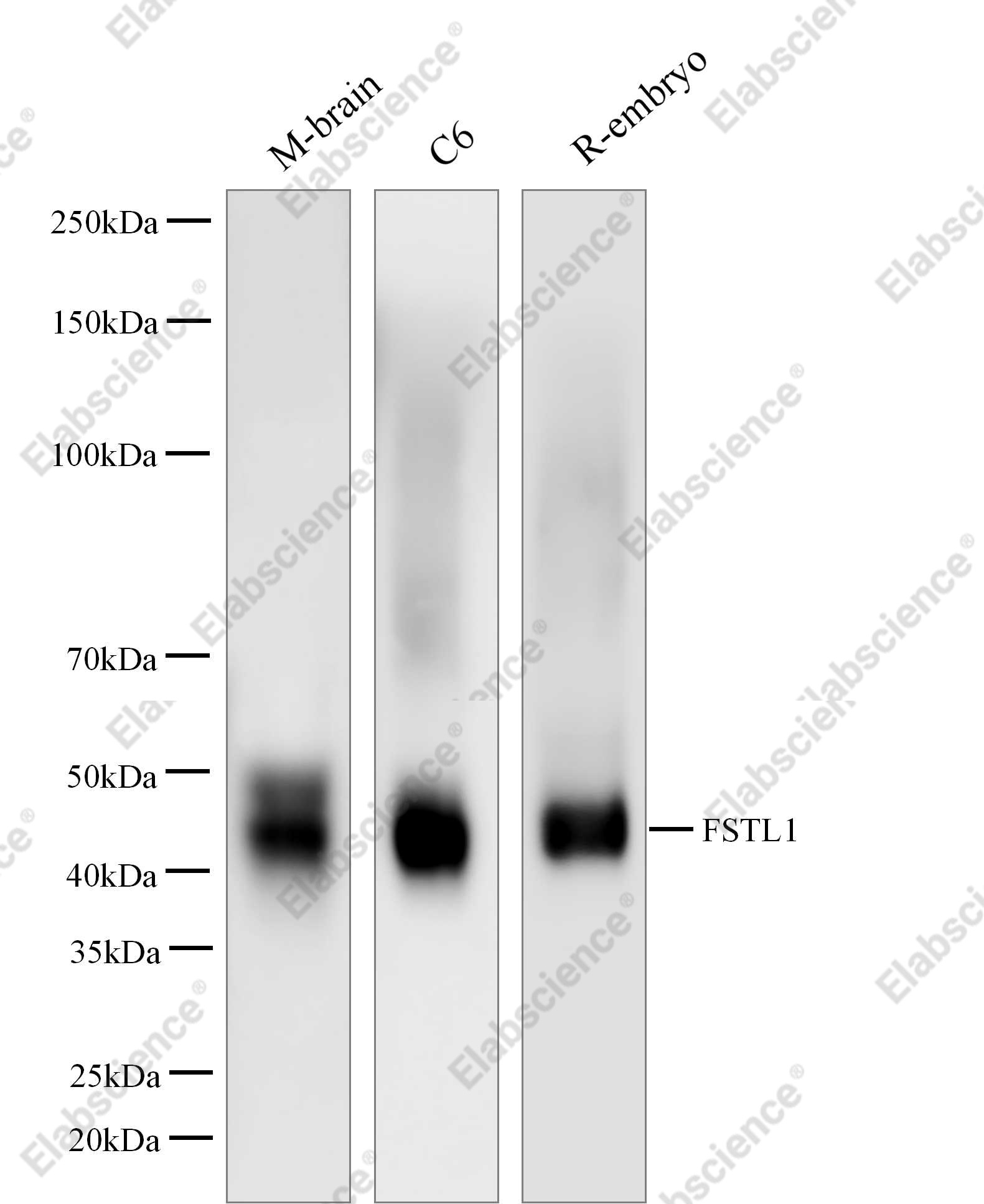 Recombinant FSTL1 Monoclonal Antibody - 1