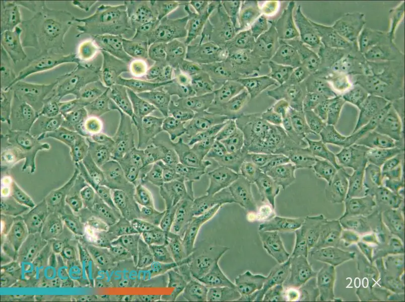 KMH-2 Cell Complete Medium - small - 6