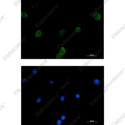 Recombinant IFITM1 Monoclonal Antibody - 3