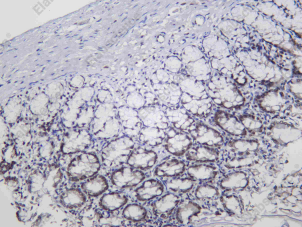 Recombinant OCT1 Monoclonal Antibody - 4