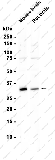 Recombinant PSMA1 Monoclonal Antibody - 1