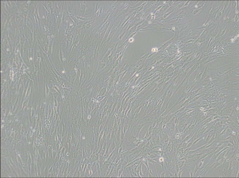 CCD-1095Sk Cell Complete Medium-searchlist-1