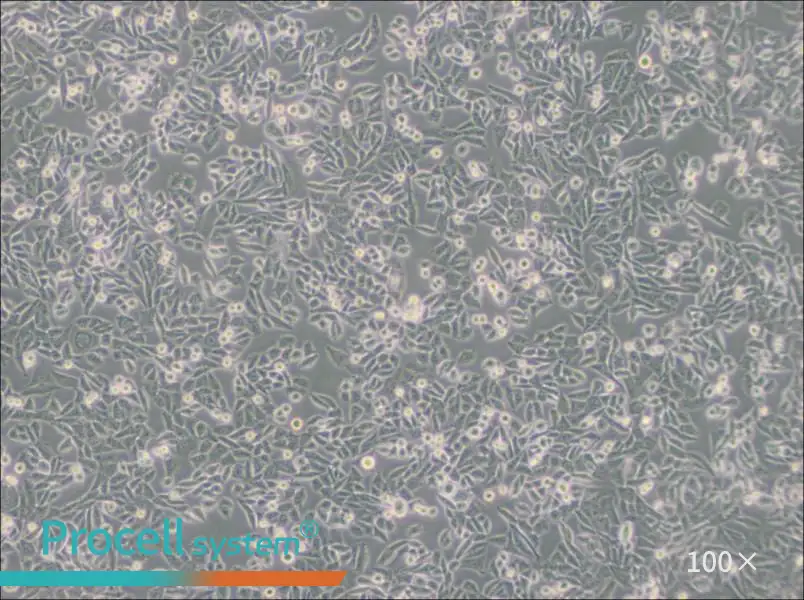 CHO Cell Complete Medium - 2