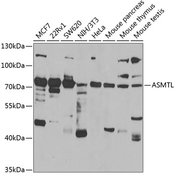 Western blot analysis of extracts of various cell lines using ASMTL Polyclonal Antibody at 1:1000 dilution.