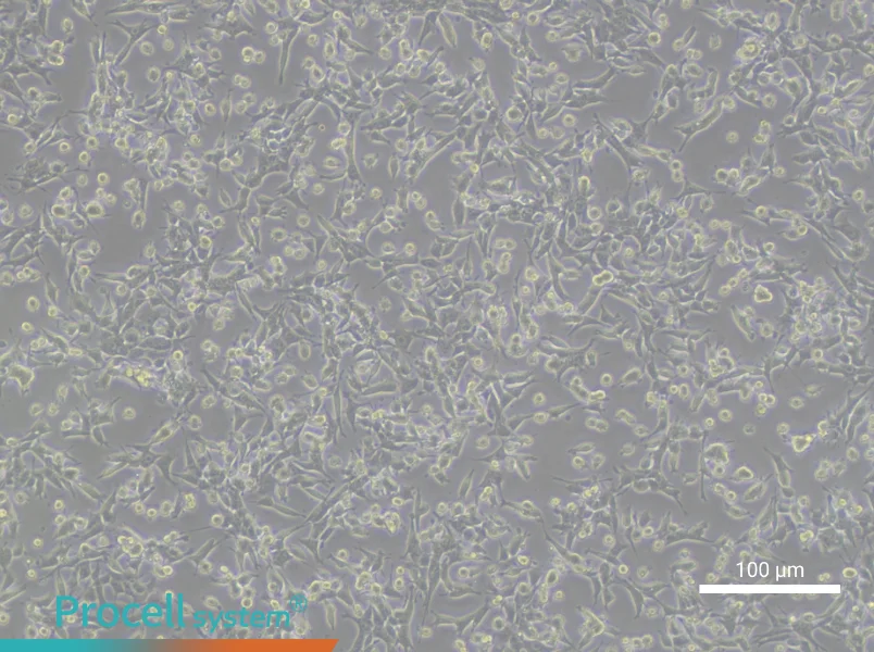 TCMK-1 Cell Complete MediumTCMK-1 Cell Complete Medium - 3