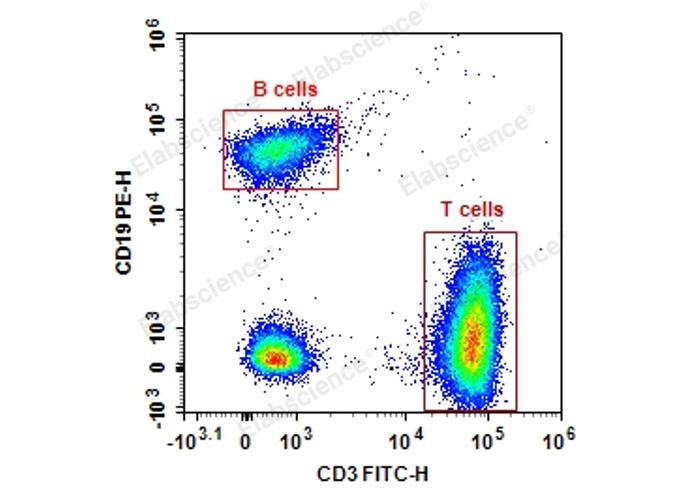 Human peripheral blood lymphocytes are stained with Anti-Human CD3-FITC/CD19-PE.