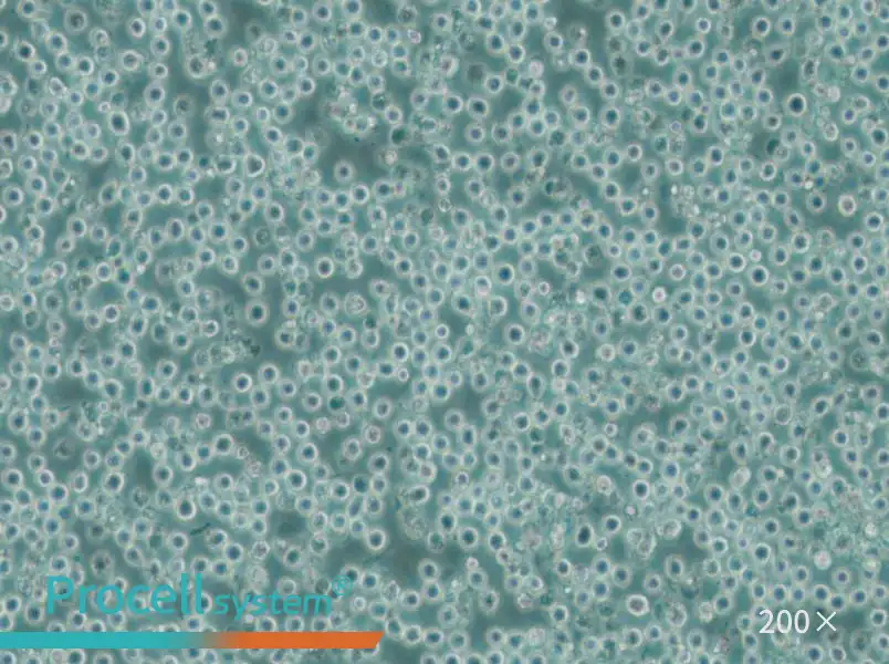 MV-4-11 Cell Complete Medium - small - 4