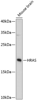Western blot analysis of extracts of Mouse brain using HRAS Polyclonal Antibody at dilution of 1:3000.