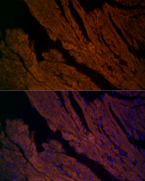 Immunofluorescence analysis of mouse heart cells using RYR2 Polyclonal Antibody at dilution of 1:200 (40x lens). Blue: DAPI for nuclear staining.