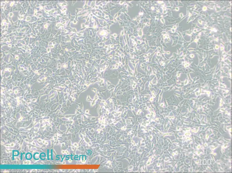 95-D [PLA-801D] Cell Complete Medium95-D [PLA-801D] Cell Complete Medium - 2