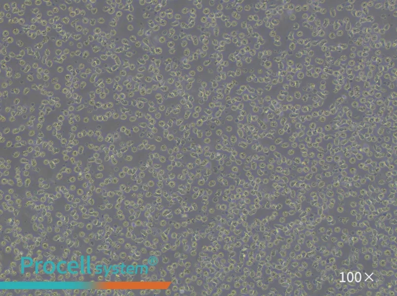JeKo-1 Cell Complete MediumJeKo-1 Cell Complete Medium - 3