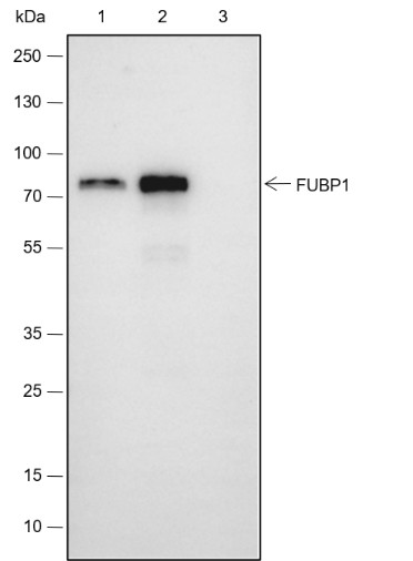 Recombinant FUBP1 Monoclonal Antibody - small - 10