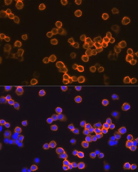 Immunofluorescence analysis of Raw264.7 cells using EMR1 Polyclonal Antibody at dilution of 1:100 (40x lens). Blue: DAPI for nuclear staining.