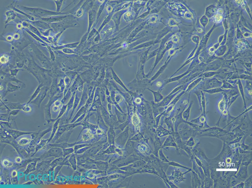 Rat Tracheal Fibroblast Complete MediumRat Tracheal Fibroblast Complete Medium - 4