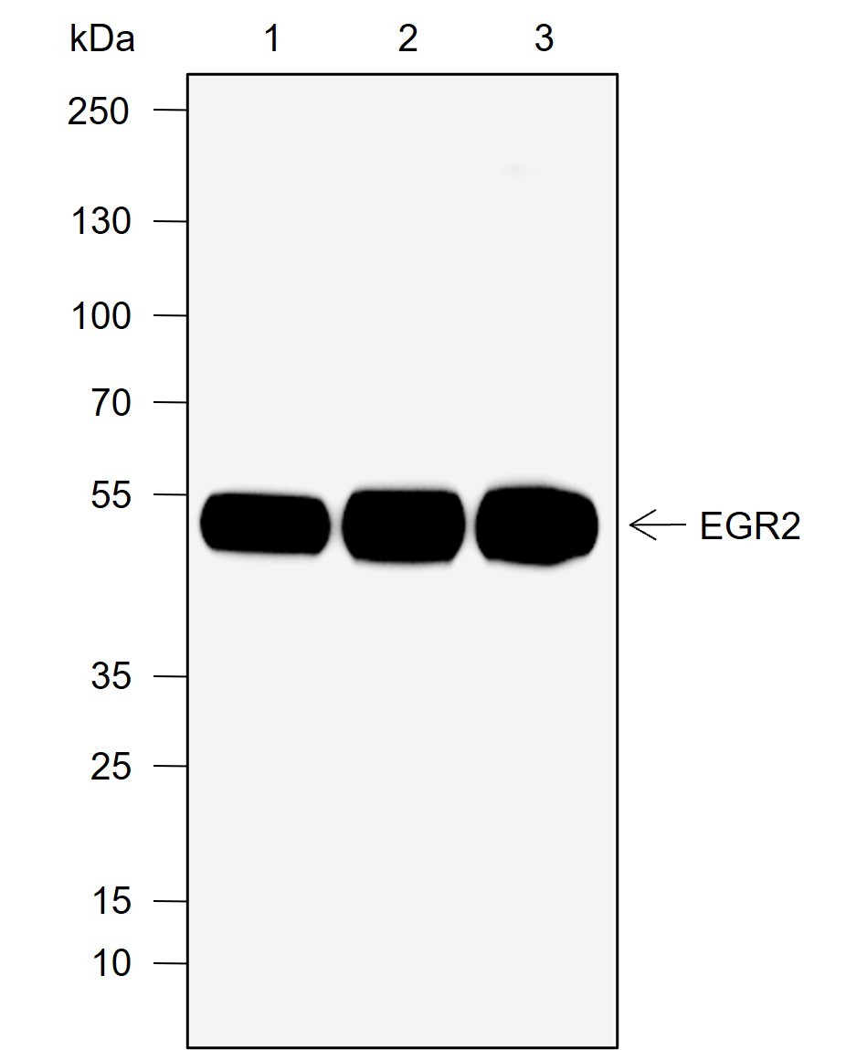 Recombinant EGR2 Monoclonal Antibody-searchlist-1