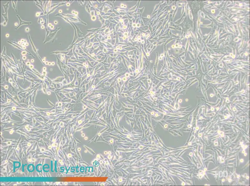 HMY-1 Cell Complete Medium - 3