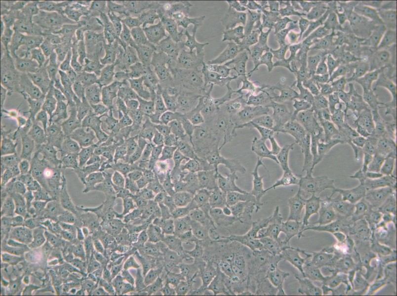 PA-1 Cell Complete Medium - 6