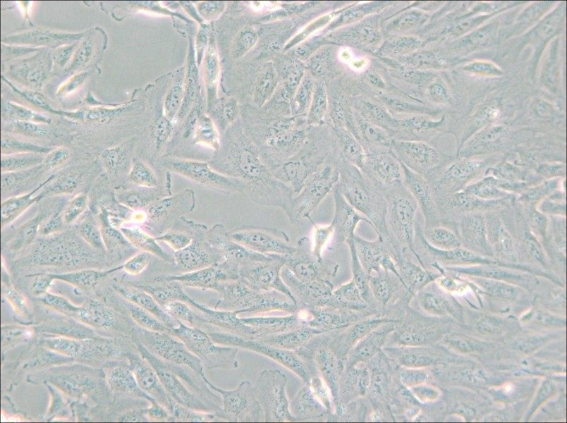 786-O [786-0] Cell Complete Medium - small - 5